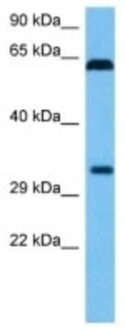 OR5P3 Rabbit anti-Mouse, Polyclonal, Novus Biologicals 100 &mu;g; Unconjugated:Antibodies,